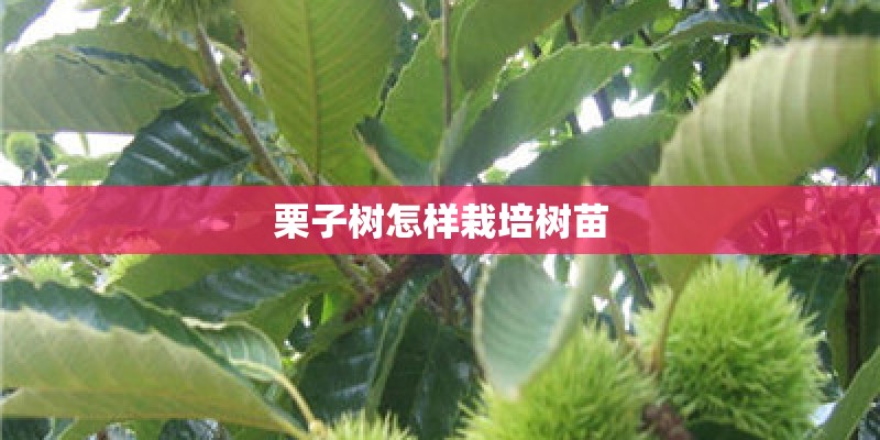 栗子树怎样栽培树苗