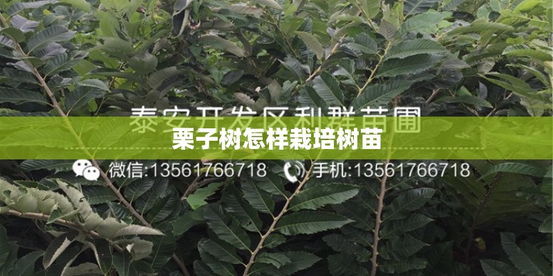 栗子树怎样栽培树苗