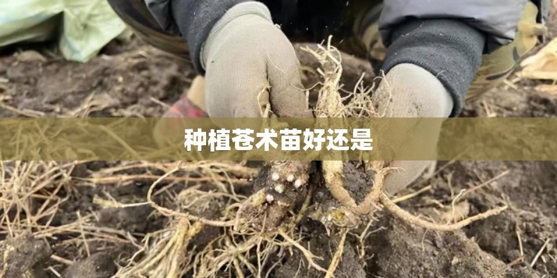 种植苍术苗好还是