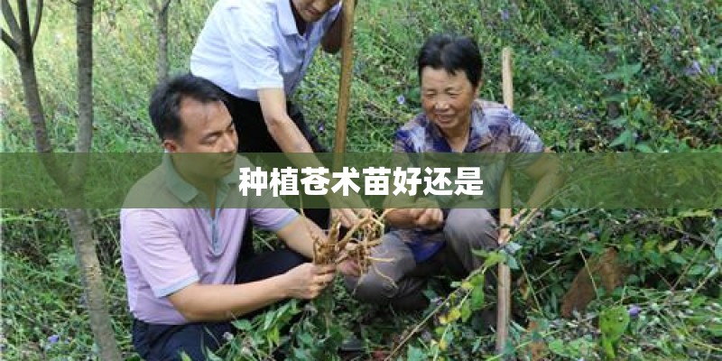 种植苍术苗好还是
