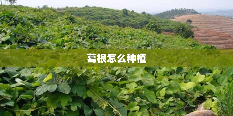 葛根怎么种植