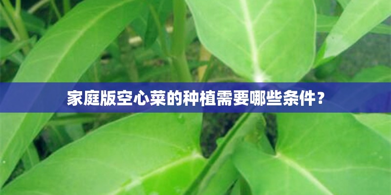 家庭版空心菜的种植需要哪些条件？