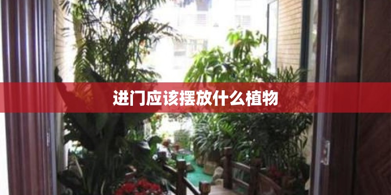 进门应该摆放什么植物