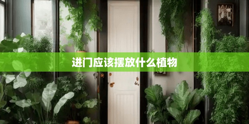进门应该摆放什么植物