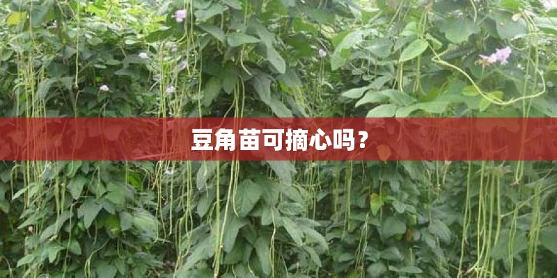 豆角苗可摘心吗？