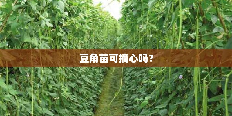 豆角苗可摘心吗？
