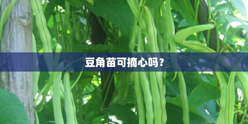 豆角苗可摘心吗？