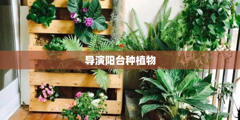 导演阳台种植物