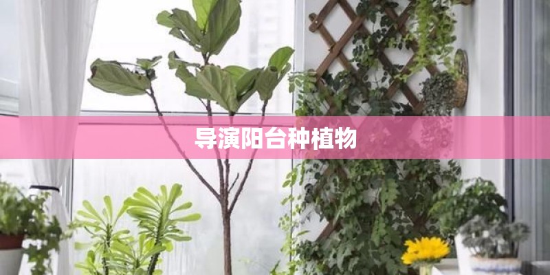 导演阳台种植物