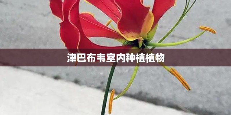 津巴布韦室内种植植物