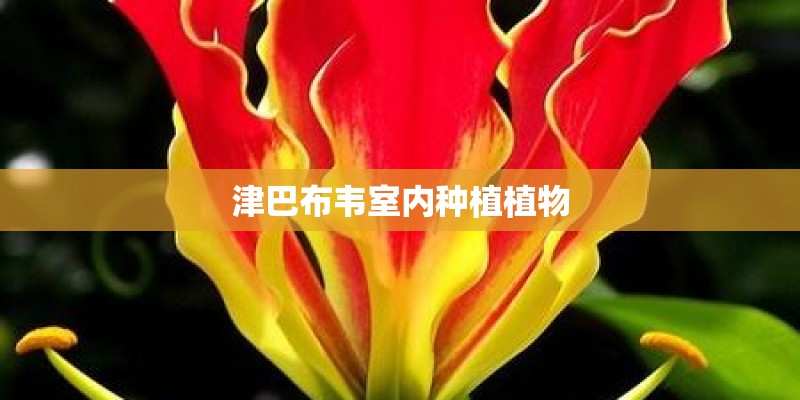 津巴布韦室内种植植物