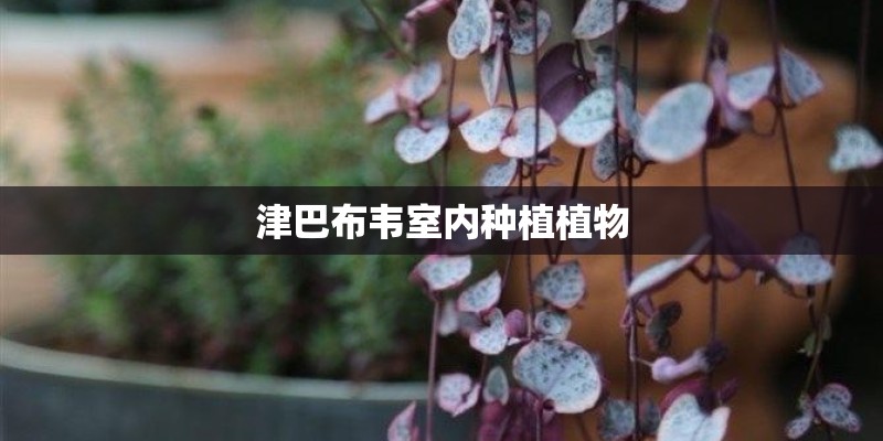 津巴布韦室内种植植物