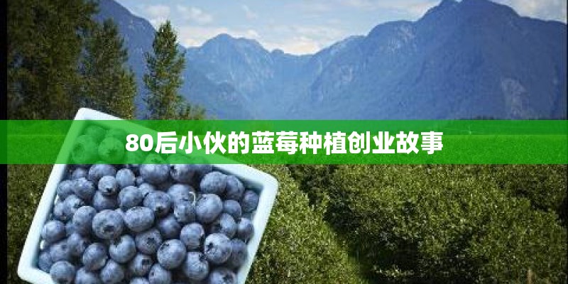 80后小伙的蓝莓种植创业故事
