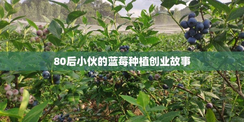 80后小伙的蓝莓种植创业故事