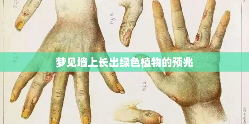 梦见墙上长出绿色植物的预兆