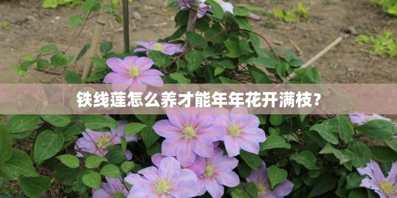 铁线莲怎么养才能年年花开满枝？