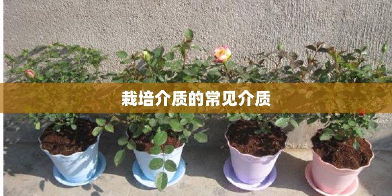 栽培介质的常见介质
