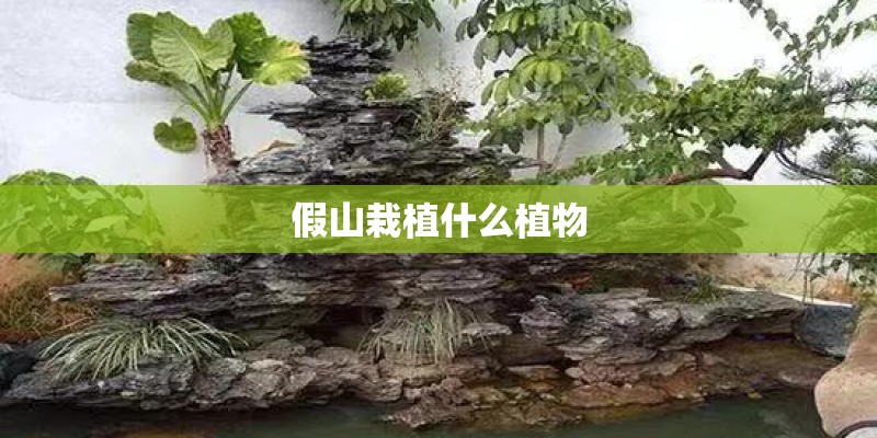 假山栽植什么植物