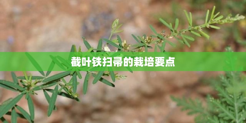 截叶铁扫帚的栽培要点