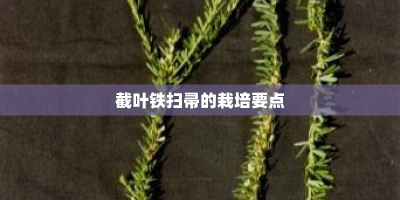 截叶铁扫帚的栽培要点