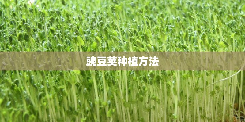 豌豆荚种植方法