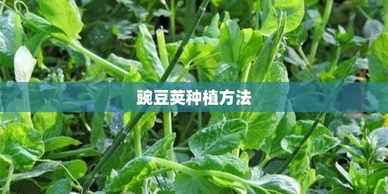 豌豆荚种植方法