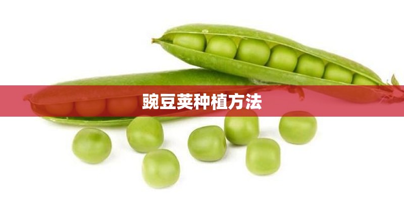 豌豆荚种植方法