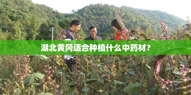 湖北黄冈适合种植什么中药材？