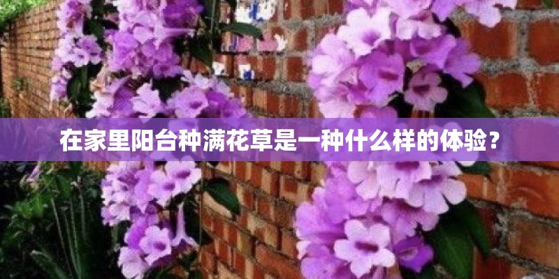 在家里阳台种满花草是一种什么样的体验？