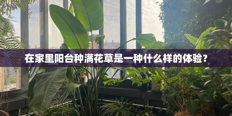 在家里阳台种满花草是一种什么样的体验？
