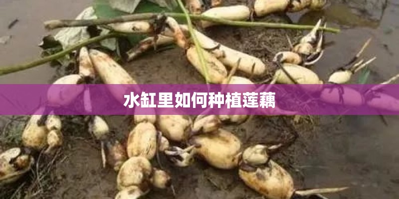 水缸里如何种植莲藕