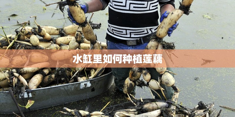 水缸里如何种植莲藕