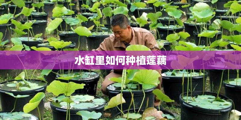 水缸里如何种植莲藕
