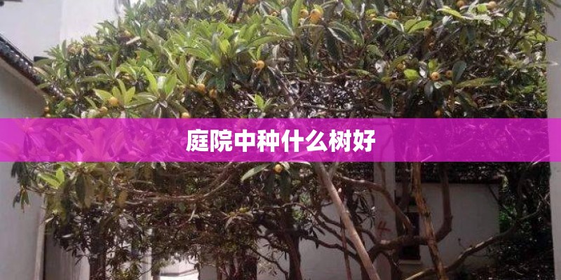 庭院中种什么树好