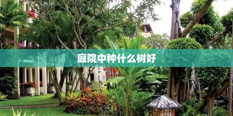 庭院中种什么树好