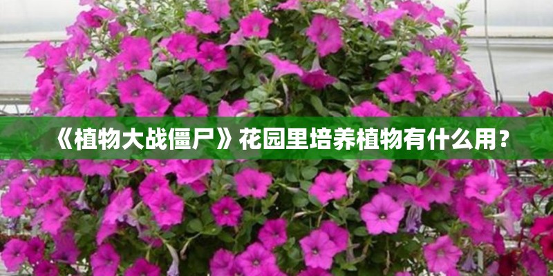 文旦是一种怎样的水果？