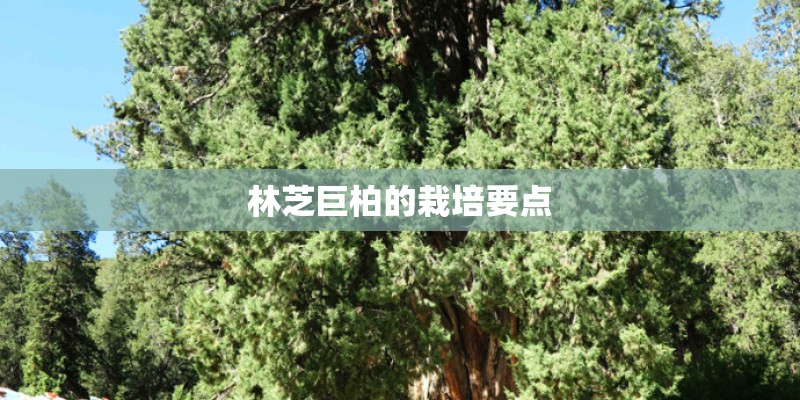 林芝巨柏的栽培要点