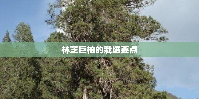 林芝巨柏的栽培要点