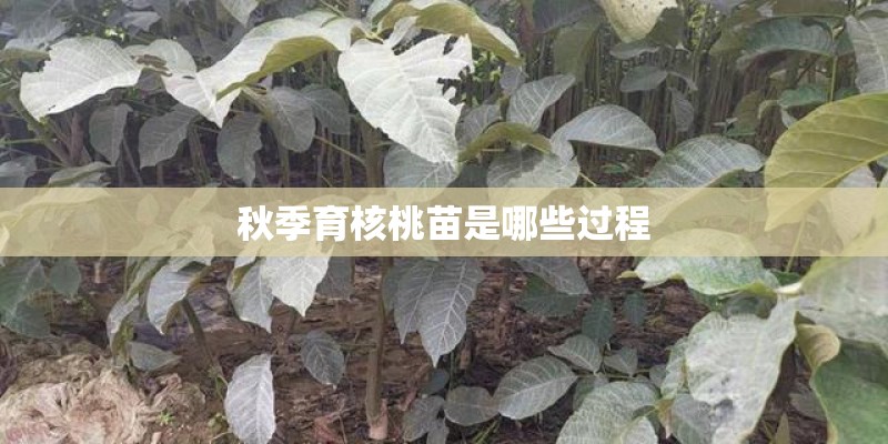 秋季育核桃苗是哪些过程