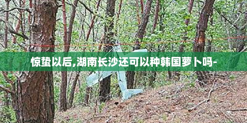 惊蛰以后,湖南长沙还可以种韩国萝卜吗-