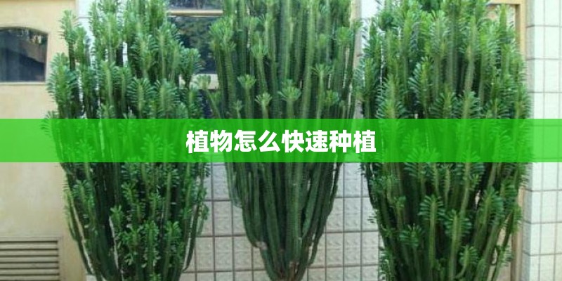 植物怎么快速种植