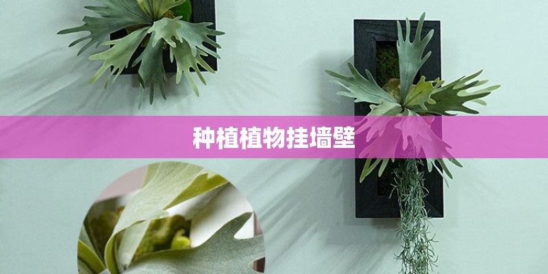 种植植物挂墙壁