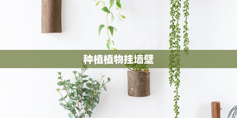 种植植物挂墙壁