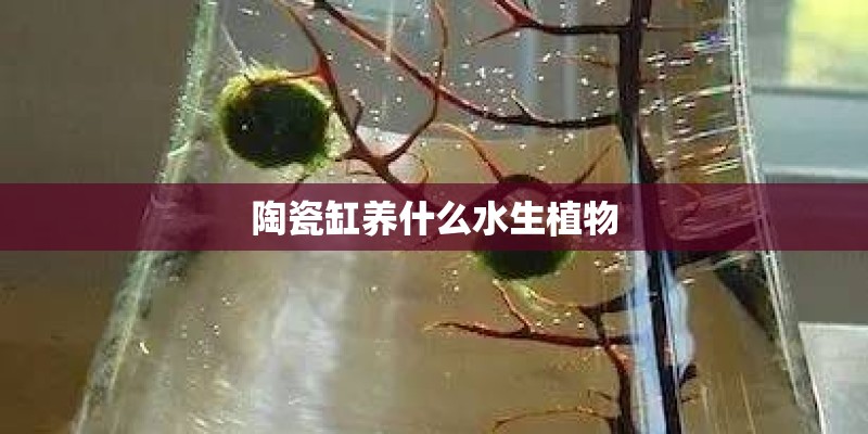 陶瓷缸养什么水生植物