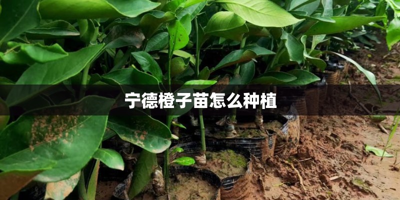 宁德橙子苗怎么种植