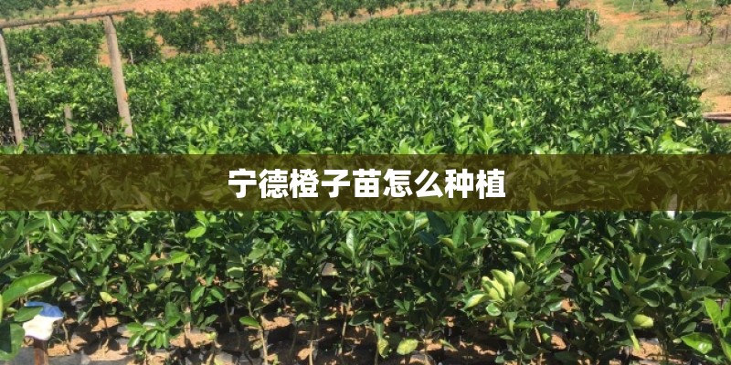 宁德橙子苗怎么种植
