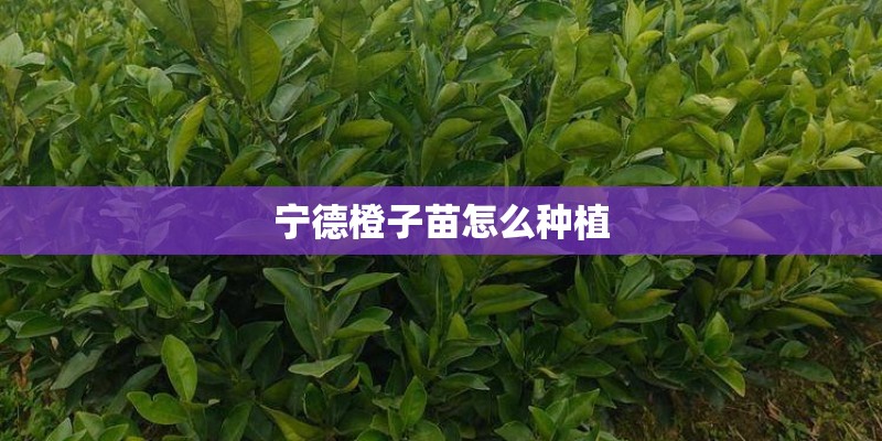宁德橙子苗怎么种植