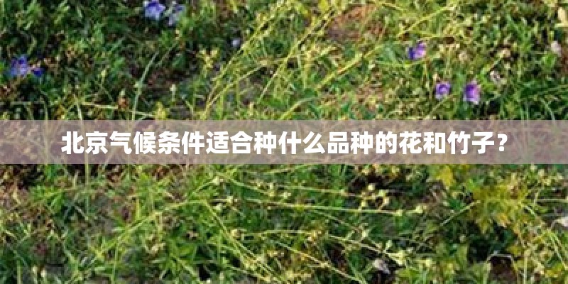 北京气候条件适合种什么品种的花和竹子？