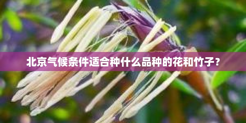 北京气候条件适合种什么品种的花和竹子？