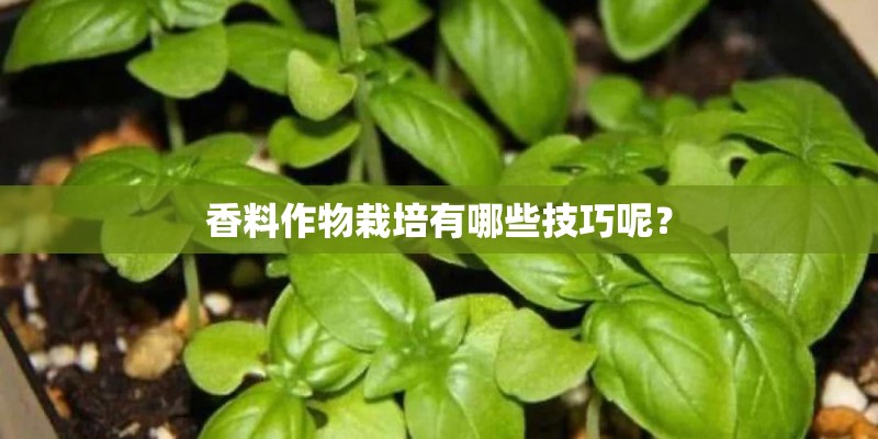 香料作物栽培有哪些技巧呢？